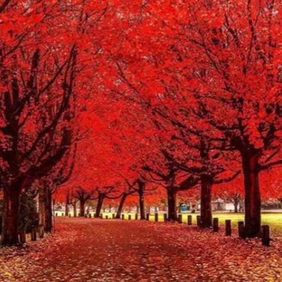 Meet your Posher, Mandy - Picture 1 of 1